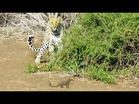 Leopard Chases Mongoose in a Game of Cat and Mouse