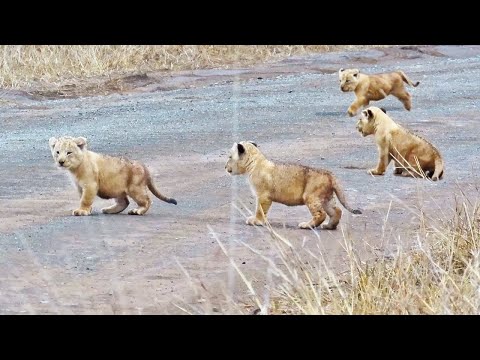 Lion Cubs Learn How to Cross the Road