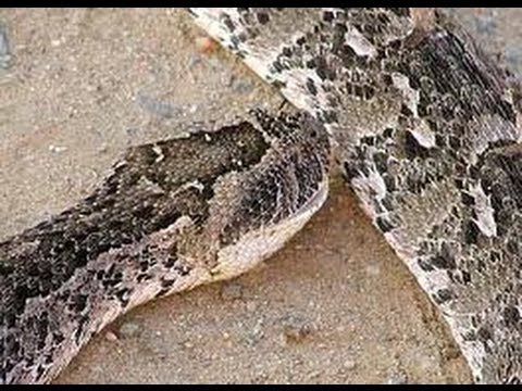 Puff Adders Mating