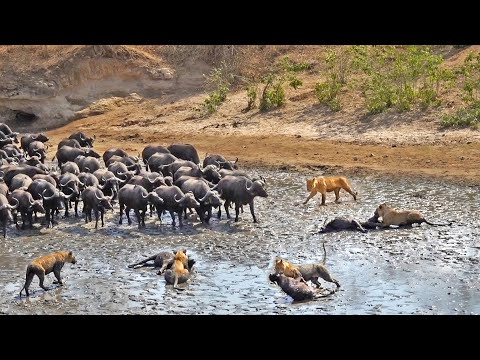 LIONS CATCH 3 BUFFALOES IN STAMPEDE