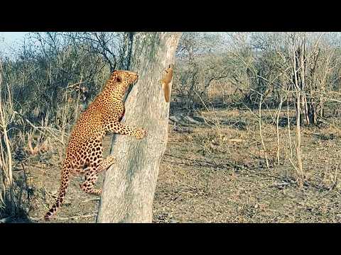 Squirrel Shows Leopard Who s Boss