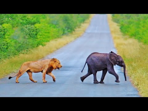 Lions Find Lost Baby Elephant