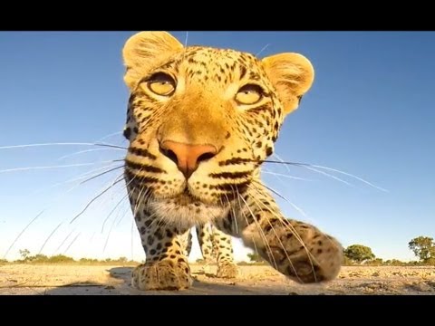 Leopard Meets GoPro Latest Wildlife Sightings