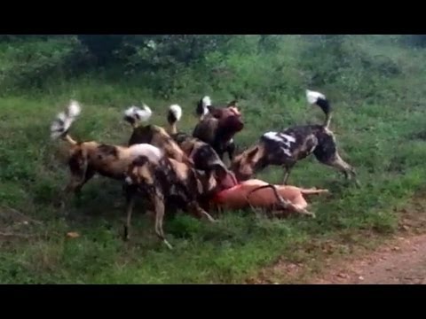 Wild Dogs Devour Impala in Minutes
