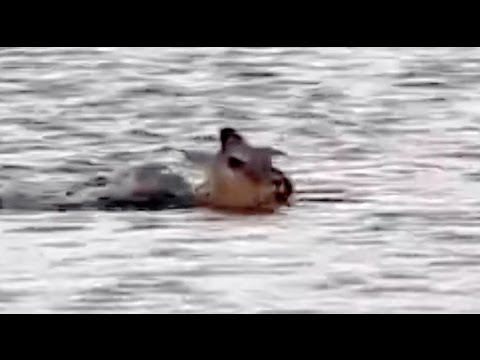 Wild Dogs And Croc Want One Impala Latest Sightings