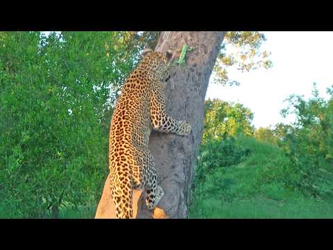 This Chameleon Escapes a Leopard Without Even Changing its