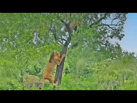 Leopard Drops Lion a Bone after it Struggles to Reach the
