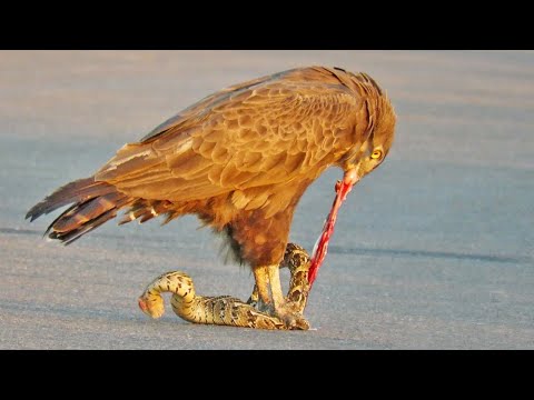 Snake Eagle Ripping Snake Apart As it Tries to Escape