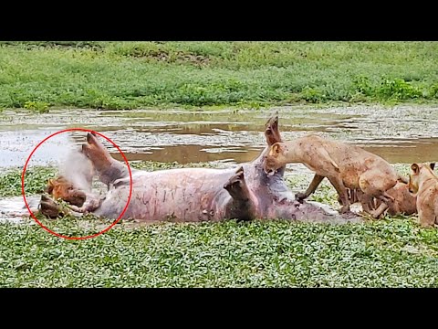 Dead Hippo Farts In Lion s Face