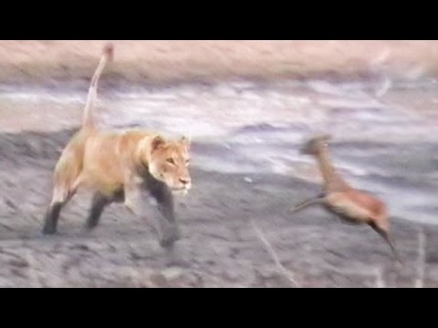 Lions Hunt Attack Impalas at Waterhole