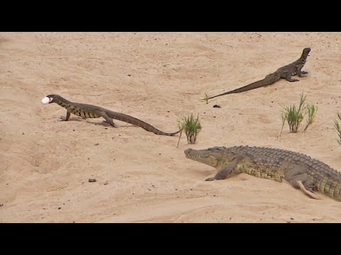 Crocodile Tries Fighting Off 2 Monitor Lizards to Protect