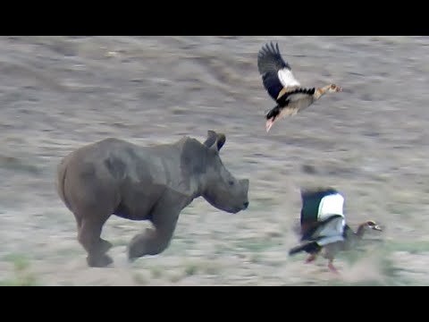 Baby Rhino vs Birds