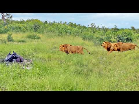 3 Male Lions Casually Stroll up to Buffalo Chilling in the