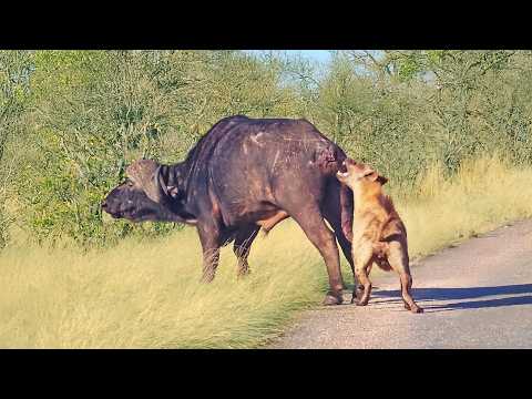 Buffalo Gives Up its Tail to Escape Hyenas