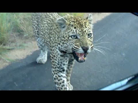 Leopard Reacts to His Own Reflection