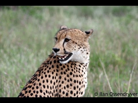 Cheetah Calling 27 May 2013 Latest Sightings
