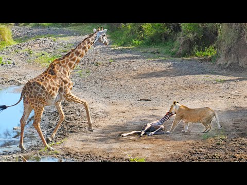 Intense Battle Between Lioness Giraffe Over Her Newborn Baby