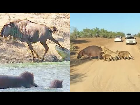 Best Hippo Sightings of All Time