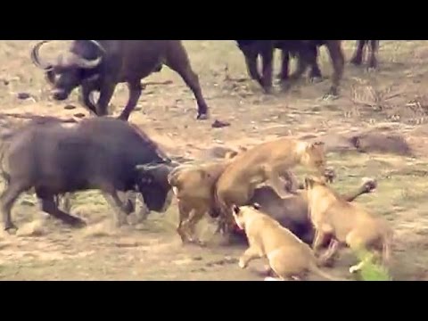 Lions Attack Buffaloes Another Battle at Kruger