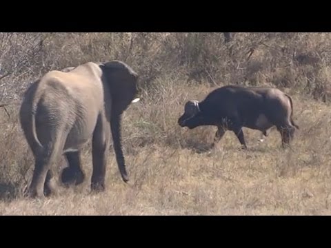 Elephant Gets Shown Who s Boss By A Buffalo Latest Sightings