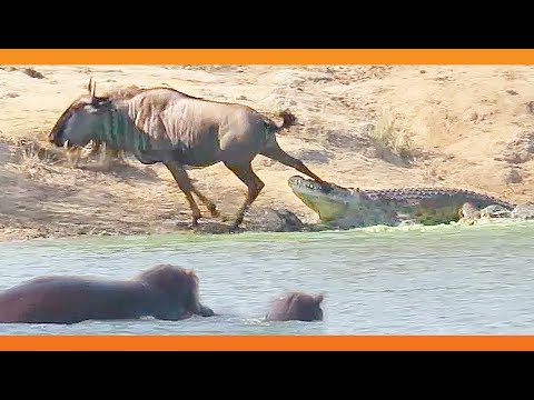Hippos Come to Rescue Wildebeest from Crocodile