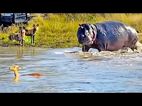 Battle Between Wild Dogs Hippo Impala