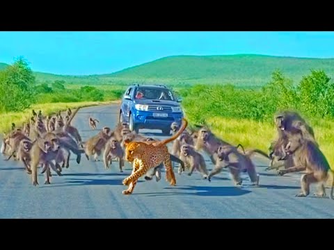 Leopard has all out Brawl With 50 Baboons Different Angle