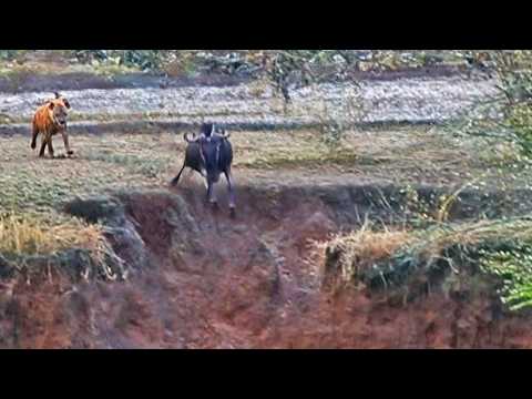 Hyena Chases Wildebeest Off a Cliff