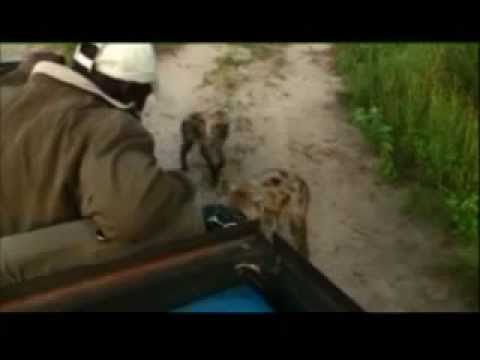 Kruger Sightings Naughty Hyenas