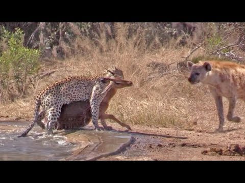 Hyena Indirectly Saves Impala from Leopard