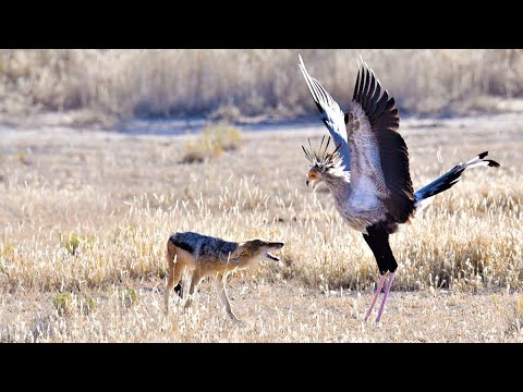 SECRETARY BIRD HARASSES JACKAL