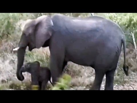 Mom Elephant Kicks Baby Elephant Back to Life