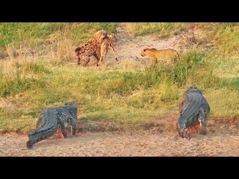 Impala Battles Leopard Crocodiles and Hyenas