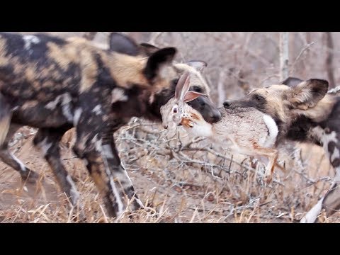 Wild Dogs Tear Hare in Half
