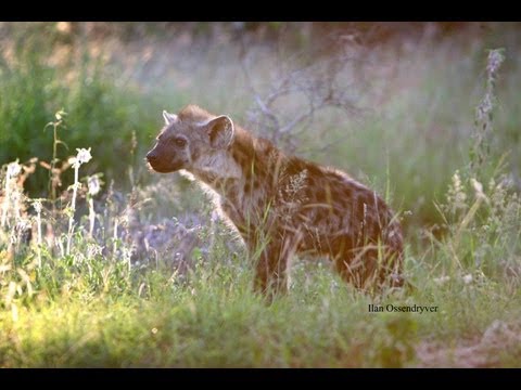 Hyena Walks Right up to People Near Fence