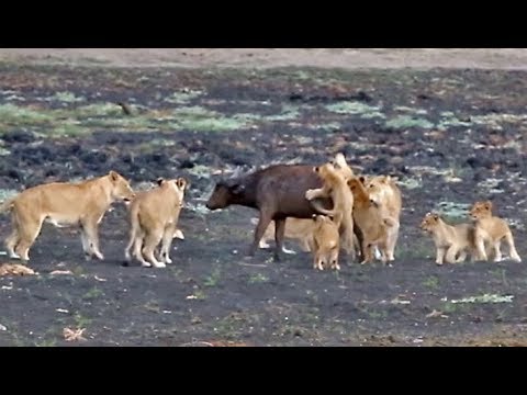 10 Lion Cubs vs 1 Buffalo Calf