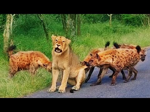 Old Lioness Tries Escaping Gang of Hyenas