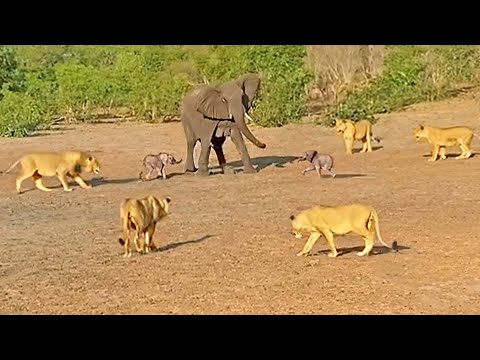 Mother Elephant Gives Up on a Twin to Save the Other from