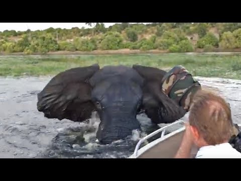 Elephant Charges Hits Boat