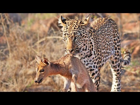 Duiker Shouts For Help As Leopard Plays With It
