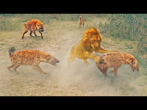 Dramatic Rescue by Hyenas after a Lion Catches one