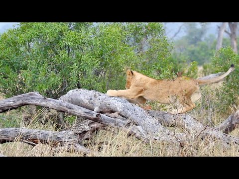 Lion Cubs Discover the See Saw