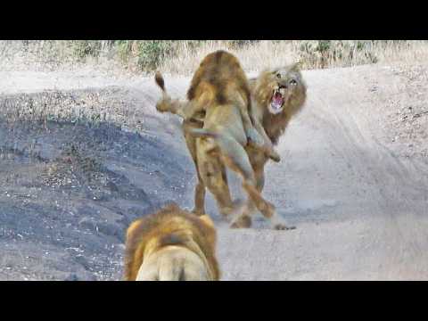 Lions Surprise Rival and Attack Him From Behind