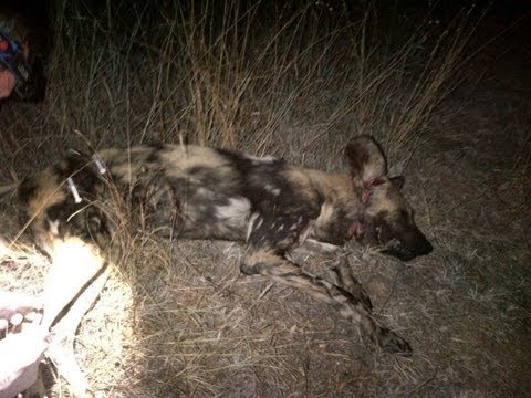 Man saves Wild Dog s Life