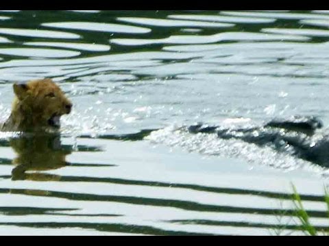 Lioness Reacts To A Crocodile Taking Her Cub Latest
