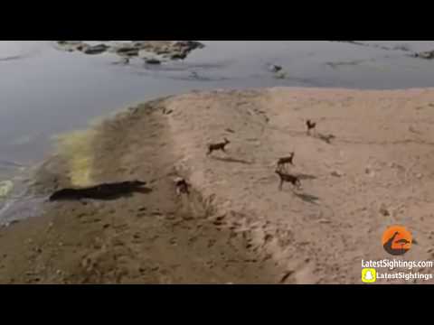 Nile Crocodile Steals Wild Dog s Food