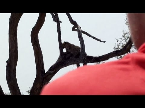 Getting Stuck In front Of A Leopard Latest Sightings
