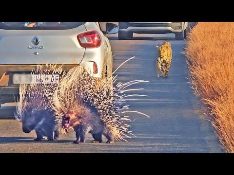 Porcupine With No Face Runs For It as Male Leopard is