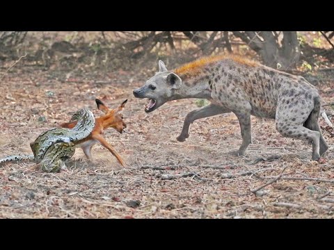 IMPALA BABY TRIES ESCAPING PYTHON HYENA