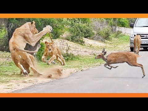 Lions Get a Meal Delivered Right To Them
